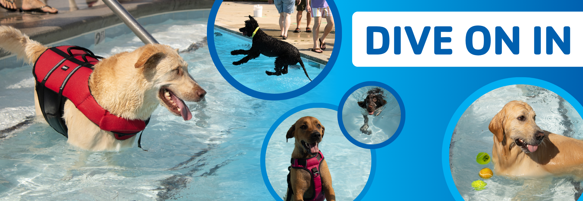 2025 pooch plunge